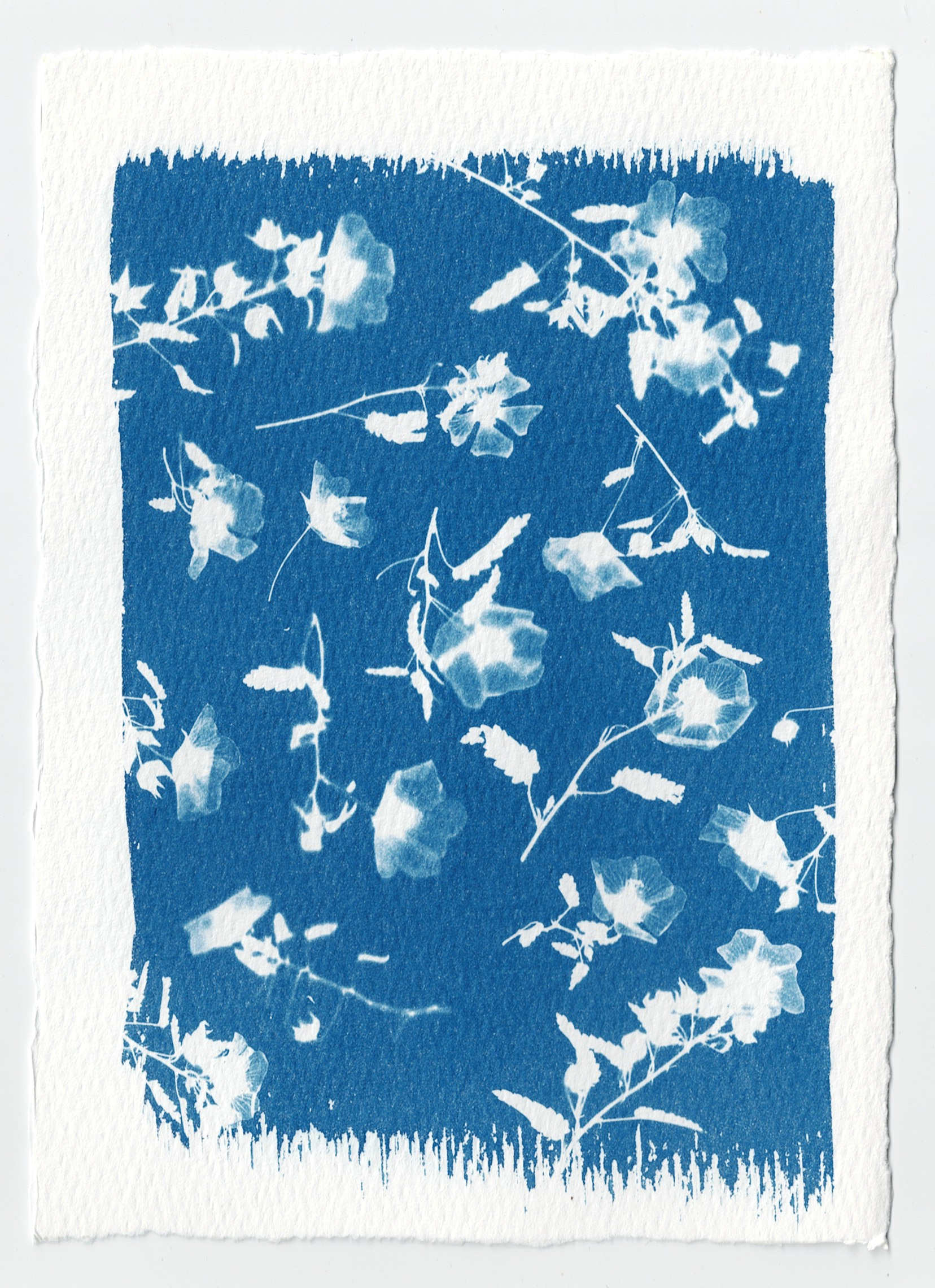 Orange Fantails, 2025